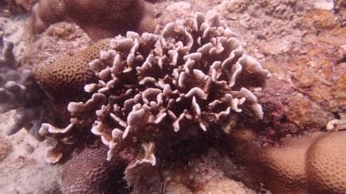 Malezya 'nın Tioman adasındaki mercan kayalıklarında güzel bir mercan bulundu.