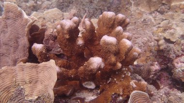 Malezya 'nın Tioman adasındaki mercan kayalıklarında güzel bir mercan bulundu.