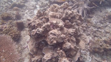 Malezya 'nın Tioman adasındaki mercan kayalıklarında güzel bir mercan bulundu.