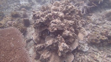 Malezya 'nın Tioman adasındaki mercan kayalıklarında güzel bir mercan bulundu.