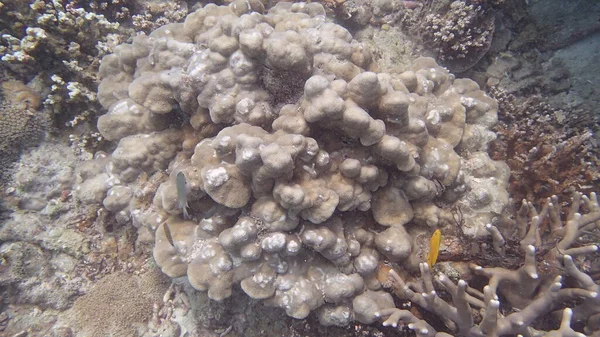 Belo Coral Encontrado Área Recife Coral Ilha Tioman Malásia — Fotografia de Stock