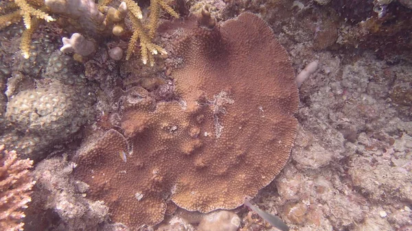 Hermoso Coral Encontrado Área Arrecife Coral Isla Tioman Malasia — Foto de Stock