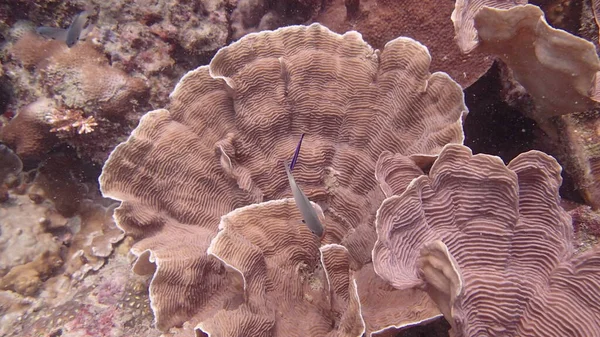 Schöne Korallen Korallenriffgebiet Auf Der Insel Tioman Malaysia — Stockfoto