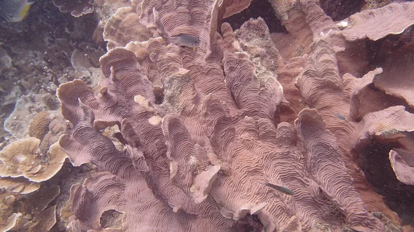 Prachtig Koraal Gevonden Bij Koraalrif Gebied Tioman Eiland Maleisië — Stockfoto