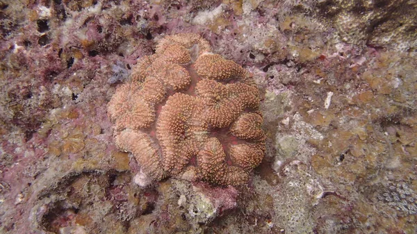 Hermoso Coral Encontrado Área Arrecife Coral Isla Tioman Malasia —  Fotos de Stock