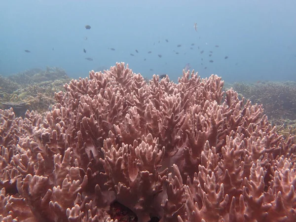 Hermoso Coral Área Arrecifes Coral Isla Tioman Malasia — Foto de Stock