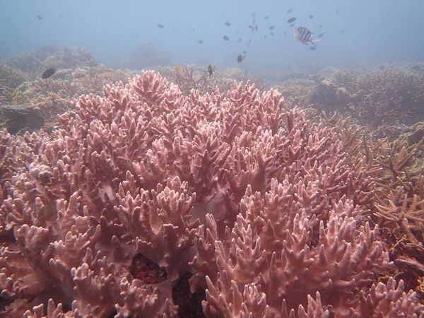 Malezya 'nın Tioman Adası' ndaki mercan kayalıklarında güzel bir mercan.