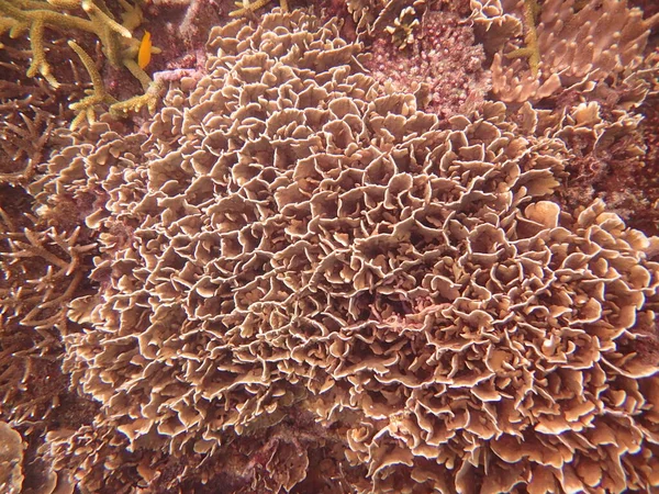 Piękny Koralowiec Rafie Koralowej Wyspie Tioman Malezja — Zdjęcie stockowe