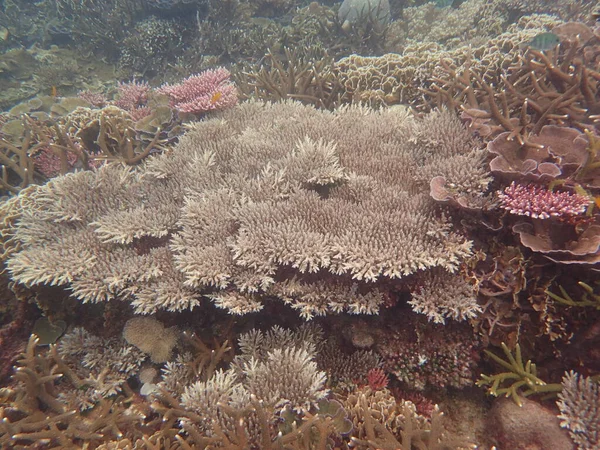 Piękny Koralowiec Rafie Koralowej Wyspie Tioman Malezja — Zdjęcie stockowe