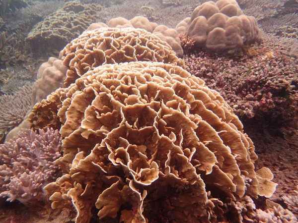 Hermoso Coral Área Arrecifes Coral Isla Tioman Malasia — Foto de Stock