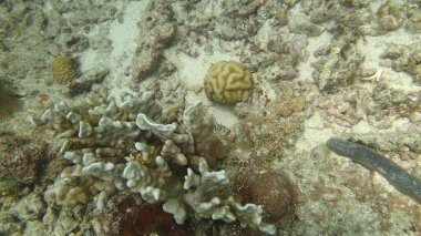 Malezya 'nın Tioman adasındaki mercan kayalıklarında mercan bulundu.