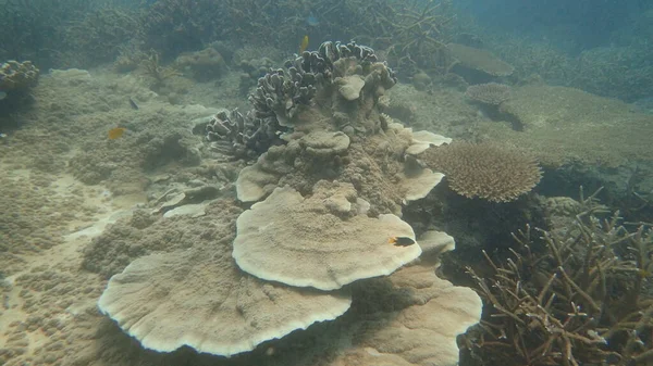 Corallo Trovato Nella Zona Della Barriera Corallina Sull Isola Tioman — Foto Stock