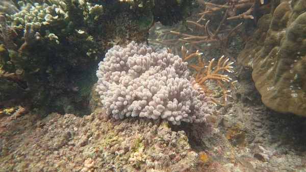 Coral Found Coral Reef Area Tioman Island Malaysia — Stock Photo, Image