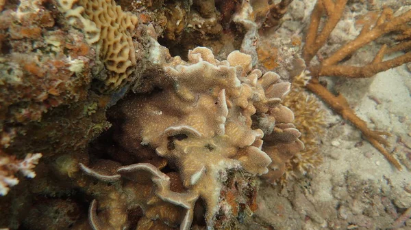 Malezya 'nın Tioman adasındaki mercan kayalıklarında mercan bulundu.