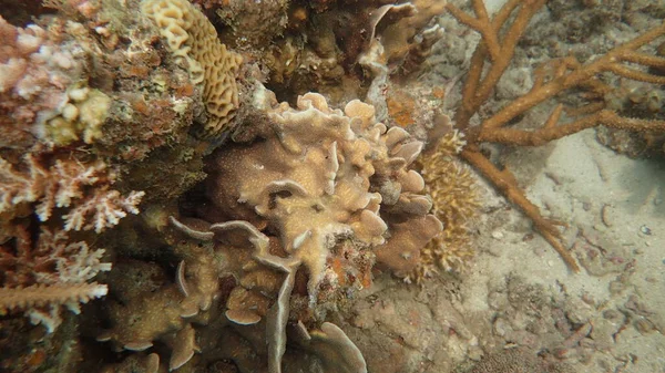 Koralowiec Znaleziony Rafie Koralowej Wyspie Tioman Malezja — Zdjęcie stockowe