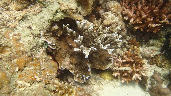 Corallo Trovato Nella Zona Della Barriera Corallina Sull Isola Tioman — Foto Stock