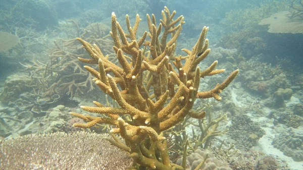 Malezya 'nın Tioman adasındaki mercan kayalıklarında mercan bulundu.