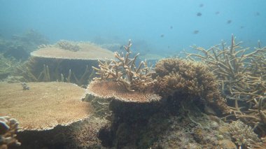 Malezya 'nın Tioman adasındaki mercan kayalıklarında mercan bulundu.