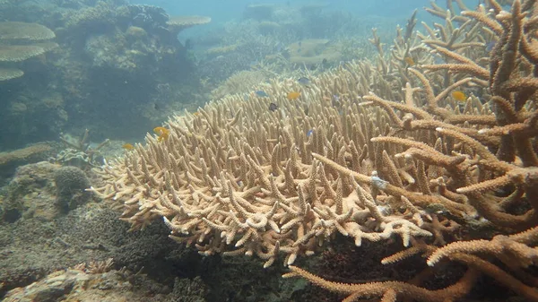 Corallo Trovato Nella Zona Della Barriera Corallina Sull Isola Tioman — Foto Stock