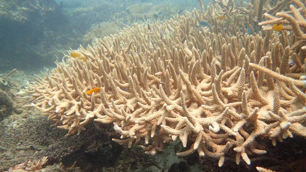 Corallo Trovato Nella Zona Della Barriera Corallina Sull Isola Tioman — Foto Stock