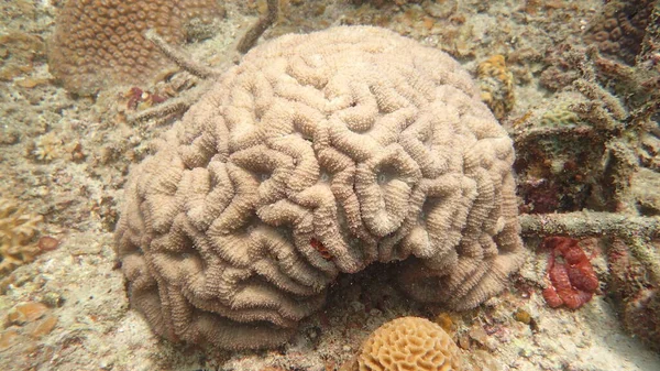 Кораллы Найденные Районе Коралловых Рифов Острове Тиоман Малайзия — стоковое фото