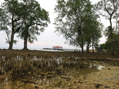 Malezya 'nın Tioman Adası' ndaki küçük mangrov bölgesinde yapışkan kökü olan avicenna fabrikası.