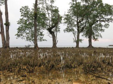 Malezya 'nın Tioman Adası' ndaki küçük mangrov bölgesinde yapışkan kökü olan avicenna fabrikası.