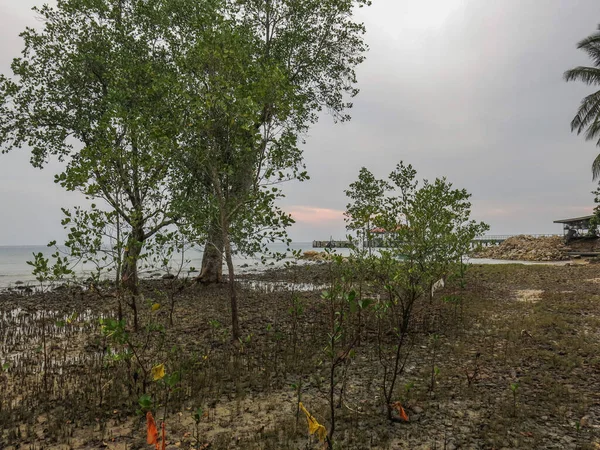 Planta Avicena Con Raíz Zanja Pequeña Zona Manglar Isla Tioman —  Fotos de Stock