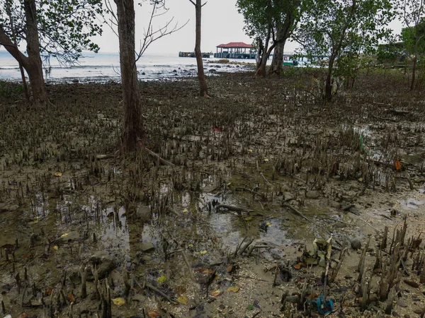 Avicenna Plant Stilt Root Small Mangrove Area Tioman Island Malaysia — Stock Photo, Image