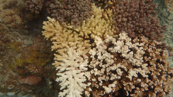 Enfermedad Coral Encontrada Área Del Arrecife Coral Isla Tioman — Foto de Stock