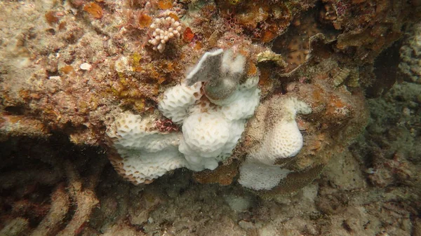 Choroba Koralowa Występująca Rafie Koralowej Wyspie Tioman — Zdjęcie stockowe