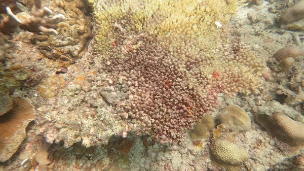 ティオマン島のサンゴ礁地域で発見されたサンゴ病 — ストック写真