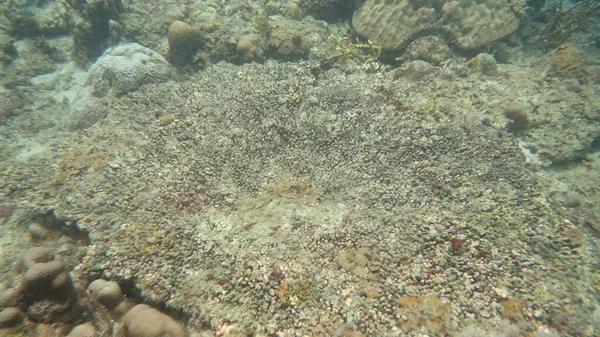 Korallenkrankheit Korallenriffgebiet Der Insel Tioman Gefunden — Stockfoto
