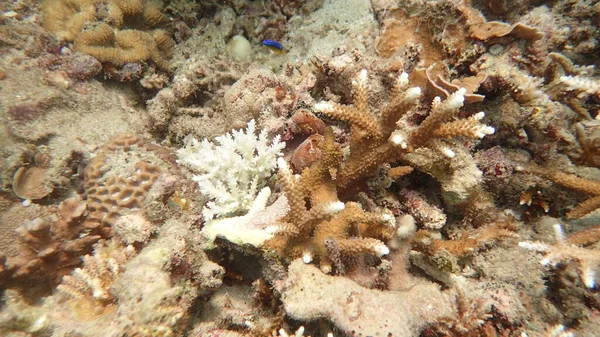 在蒂奥曼岛珊瑚礁地区发现的珊瑚疾病 — 图库照片