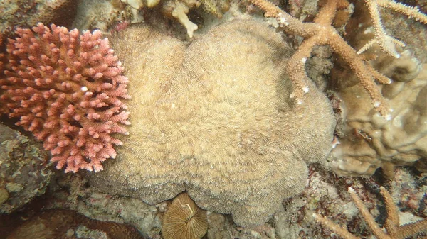 Захворювання Коралових Рифів Острові Тіоман — стокове фото