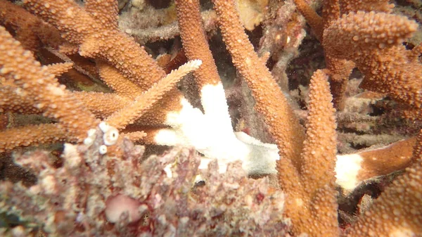 Malattia Dei Coralli Riscontrata Nella Zona Della Barriera Corallina Dell — Foto Stock