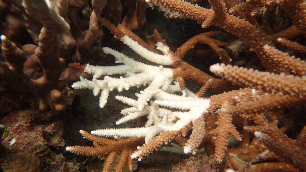 Choroba Koralowa Występująca Rafie Koralowej Wyspie Tioman — Zdjęcie stockowe