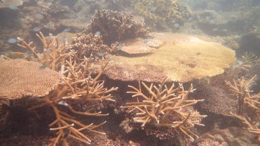 Malezya 'nın Tioman adasındaki mercan kayalıklarında mercan bulundu.