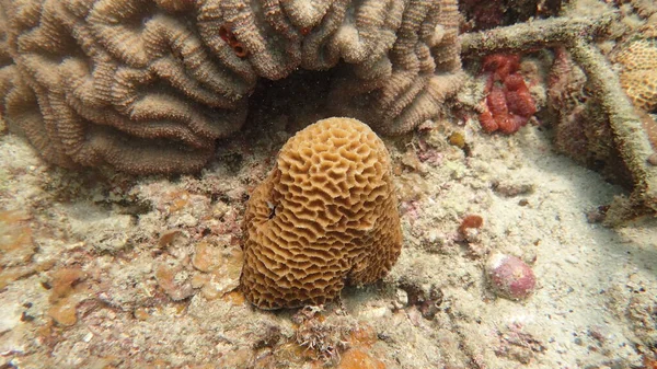 Coral Encontrado Área Arrecifes Coral Isla Tioman Malasia — Foto de Stock