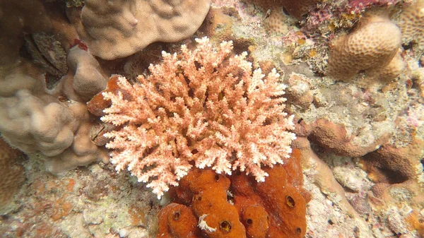 Coral Encontrado Área Arrecifes Coral Isla Tioman Malasia — Foto de Stock