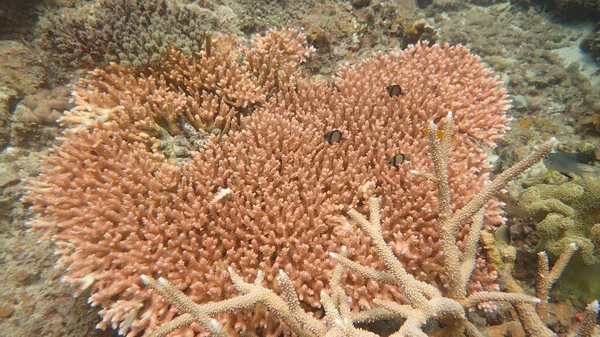 Coral Encontrado Área Recife Coral Ilha Tioman Malásia — Fotografia de Stock