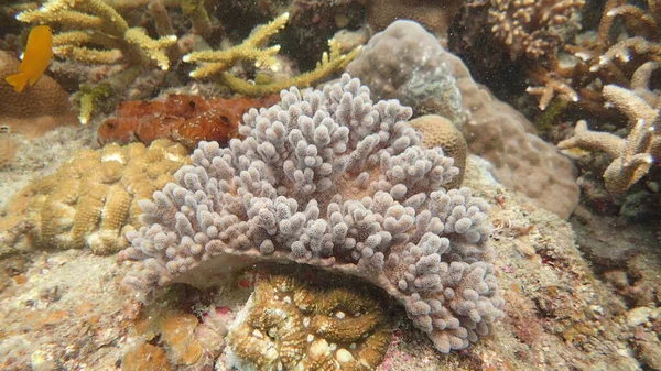 Coral Encontrado Área Recife Coral Ilha Tioman Malásia — Fotografia de Stock