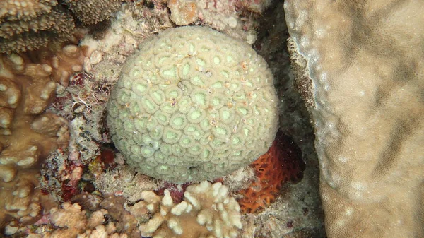 Coral Encontrado Área Arrecifes Coral Isla Tioman Malasia — Foto de Stock