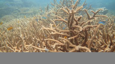 Malezya 'nın Tioman adasındaki mercan kayalıklarında güzel bir mercan bulundu.