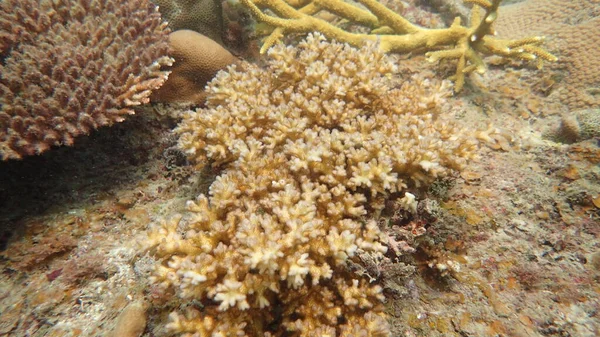 マレーシアのティオマン島のサンゴ礁地域で発見された美しいサンゴ — ストック写真