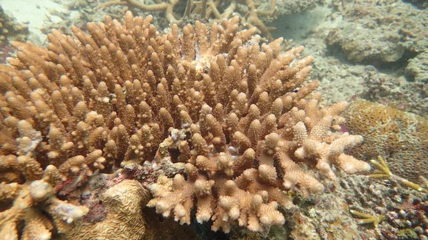 Malezya Nın Tioman Adasındaki Mercan Kayalıklarında Güzel Bir Mercan Bulundu — Stok fotoğraf