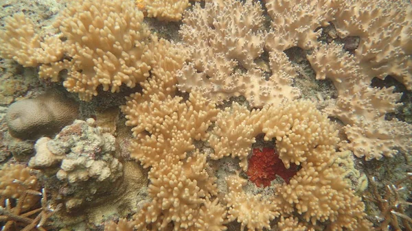 Malezya 'nın Tioman adasındaki mercan kayalıklarında güzel bir mercan bulundu.