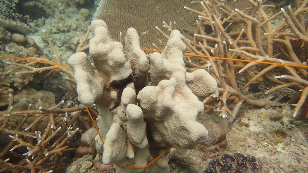 Vacker Korall Finns Vid Korallrev Område Tioman Malaysia — Stockfoto