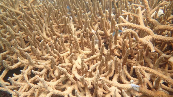 Bellissimo Corallo Trovato Nella Zona Della Barriera Corallina Sull Isola — Foto Stock