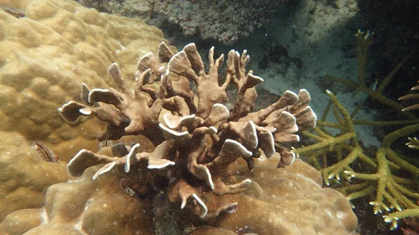 Malezya Nın Tioman Adasındaki Mercan Kayalıklarında Güzel Bir Mercan Bulundu — Stok fotoğraf